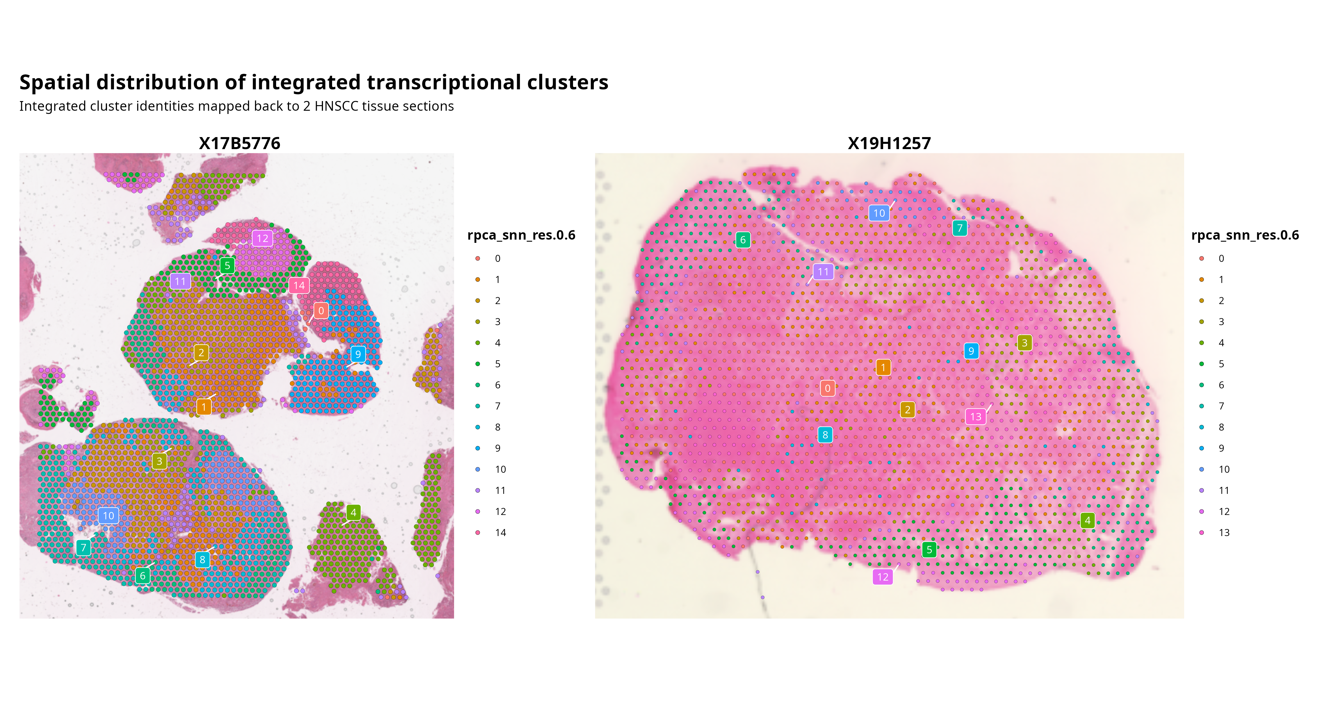 Spatial maps showing integrated transcriptional clusters across the two HNSCC tissue sections.